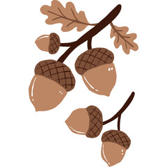 Autumn oak acorns branch clipart, brown acorn nuts with oak leaves, thanksgiving fall harvest design element isolated on white background. © biby fantie
