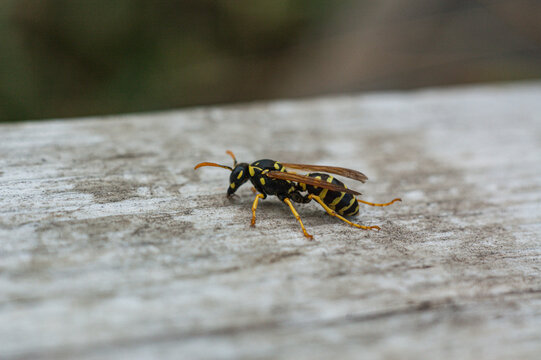 Macro Close-up of a Yellowjacket Wasp on Weathered Wood