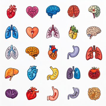 A detailed collection of colorful anatomical human organ icons representing heart brain lungs stomach and liver for medical and health education.