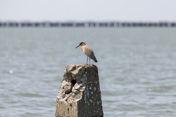 Fototapeta premium Black headed gull stands on old concrete pillar in sea. Wild bird rests on broken stone post near ocean water. Single coastal bird perches by shore against blurred horizon. Marine wildlife