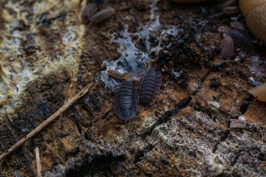 Woodlice on Decaying Log in Forest Environment