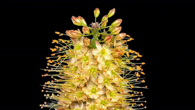 Orange Flower Eremurus Blooming in Time Lapse on a Black Background. Foxtail Lily or Eremurus Stenophyllus
