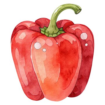 Detailed watercolor illustration of a fresh ripe red bell pepper isolated