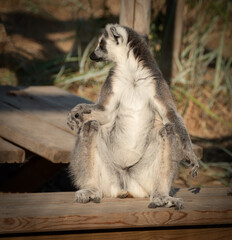 Fototapeta premium ring tailed lemur