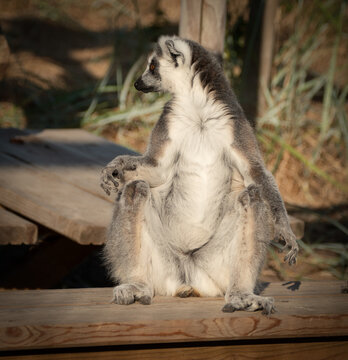 ring tailed lemur