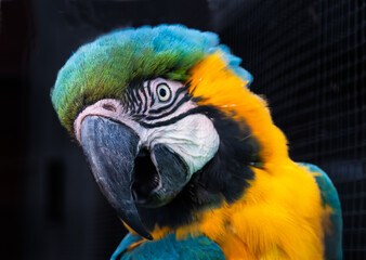 blue and yellow macaw © Gill