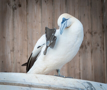Rescued gannet in animal sanctuary