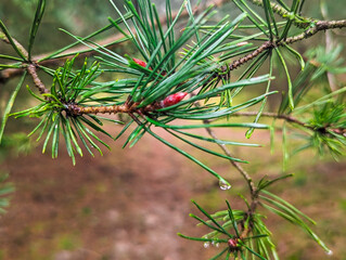 Close up of larch branch (Larix decidua) with red buds and raindrops in spring in Havelland Brandenburg Germany © Marcel