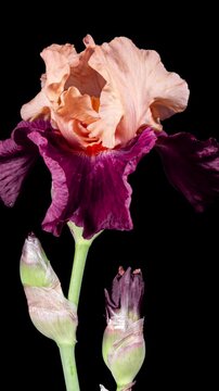 Orange Purple Iris Flower Opening Bud in Time Lapse on a Black Background. Tender Flower Wilt After Blooming in Timelapse