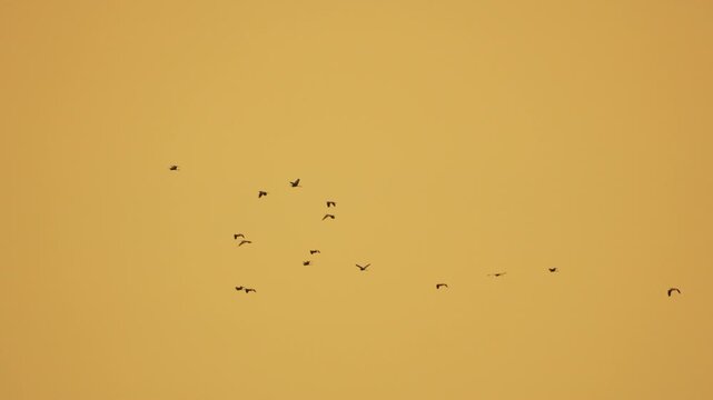Wild waterfowl formation migrates through a clear warm evening sky during seasonal transition. Static long distance shot.
