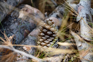 Close-up of a textured pine cone resting on rustic wooden logs with soft focus needles. Natural brown tones, organic texture, peaceful forest mood, seasonal concept. © Katerina
