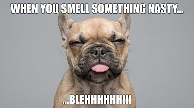 Funny french bulldog making a disgusted face with a funny caption about a bad smell