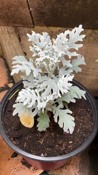 4K footage of Dusty Miller Jacobaea maritima silver leaves in pot. Ornamental silver foliage plant swaying gently in garden. Perfect for gardening, landscaping, nature and home decor B-roll.