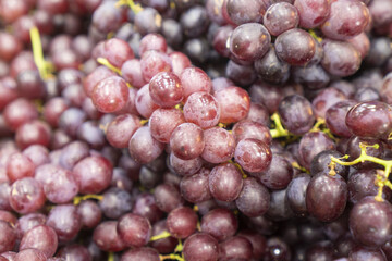 Fototapeta premium Red grape cluster closeup showing ripe purple fruit with natural bloom, detailed texture, and fresh harvest appeal for food, market, and agriculture concepts