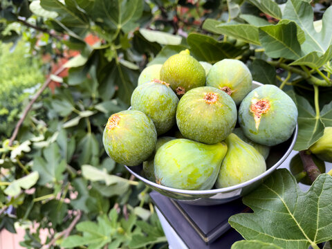fresh raw organic desert king figs harvested picked and ready to eat in large stainless steel bowl