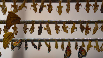 Butterfly specimen display, preserved insect collection, natural history exhibit, hanging wings create detailed scientific scene © chokniti