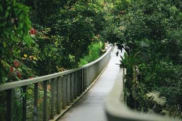 Obraz premium Walkway forest railing garden path green leaf tree tropical nature, curved walkway with metal railing through dense tropical garden foliage, peaceful outdoor path surrounded by lush plant life