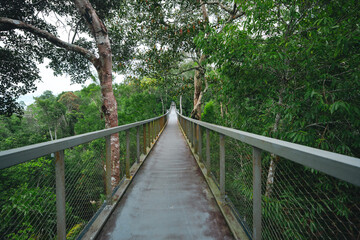 Obraz premium Canopy walkway forest bridge tree nature path railing green rainforest trail long suspended walkway through dense tropical forest with metal rail and calm natural scenery