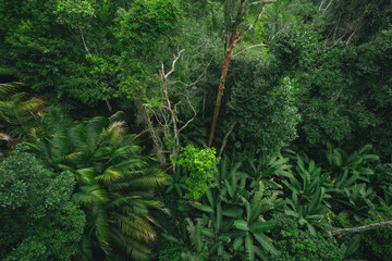 Fototapeta premium Tropical rainforest canopy, dense foliage and palm leaves create lush green jungle scene with layered vegetation and natural wilderness