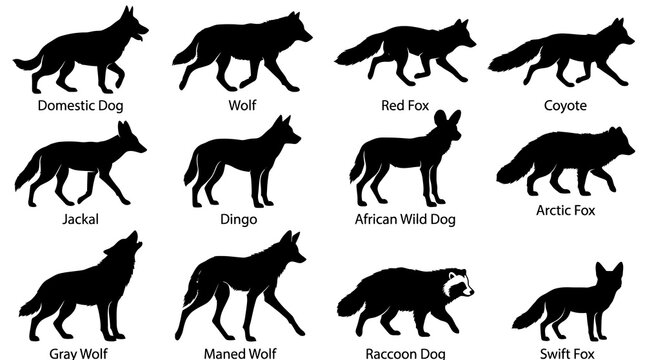 A comprehensive collection of canine silhouettes exploring the diverse forms of wild dogs foxes wolves jackals and related species in profile views