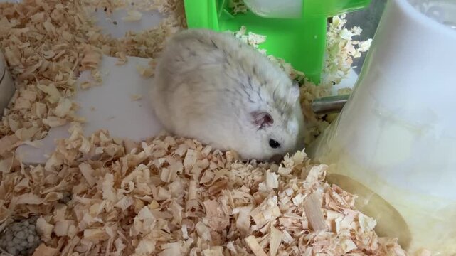 Cute Brown Dwarf Hamster Searching for Food in Wood Shavings Pet Cage