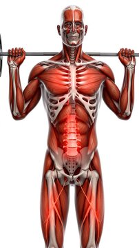 Anatomical 3D Animation of a Male Body Performing Barbell Squats Highlighting Muscle Engagement and Spinal Stress