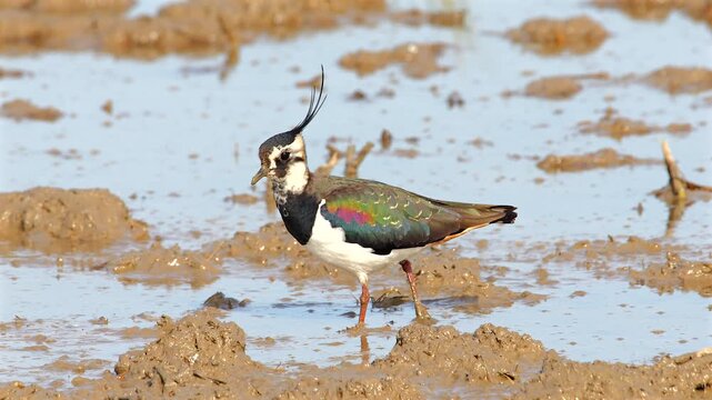 northern lapwing, Vanellus vanellus, looking for food in shallow water  343