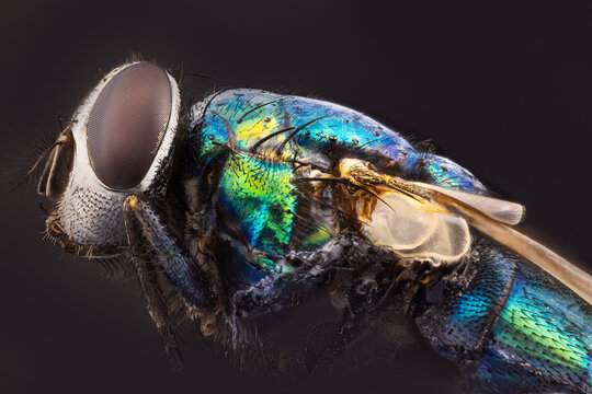 Extreme macro portrait of a green bottle fly with metallic iridescence on black background