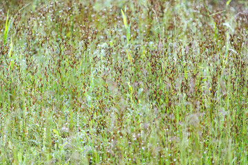 Naklejka premium Green meadow grass with delicate seed heads and sparkling dew, creating textured natural background in soft daylight and fresh seasonal atmosphere for ecology and botanical themes