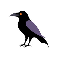 Fototapeta premium Black raven vector illustration, standing crow icon with purple wing, spooky halloween bird graphic isolated on white background
