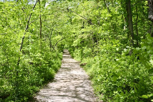 The hiking trail in the woods on a sunny day.