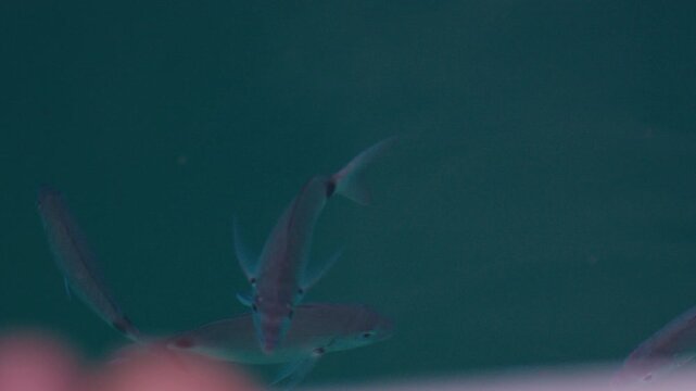 Fish swim in the sea as seen from above the surface