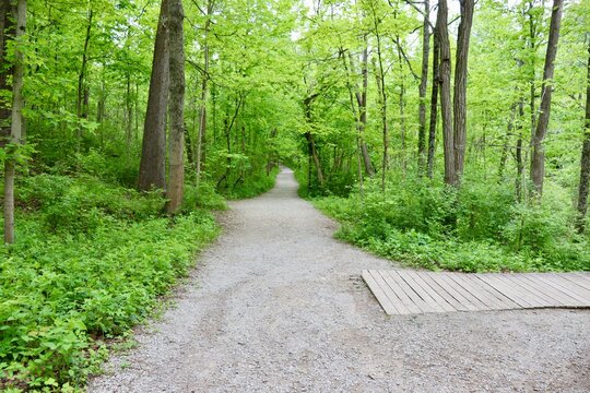 The long hiking trail in the forest.