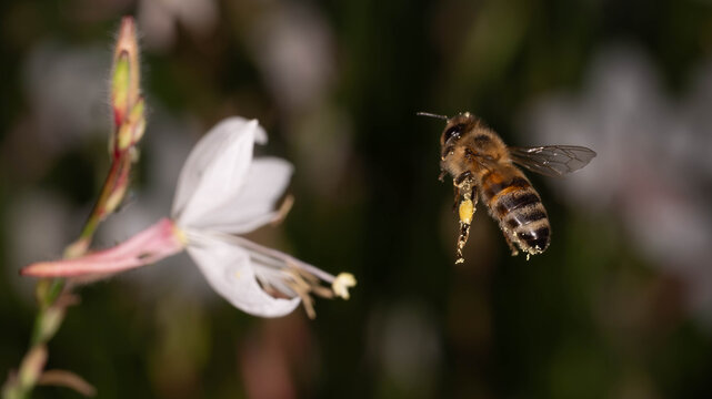 Bio Diversity - Apis mellifera - Honey Bee Carrying Pollen Near White Gaura Flower