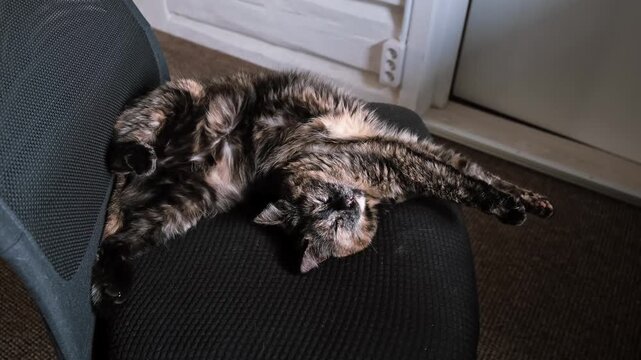 Tortoiseshell cat stratching lying on its back in a funny pose on a black chair at home. Funny pet wakes up, domestic animal, indoor lifestyle. High quality 4k footage.