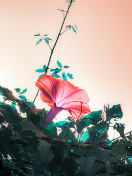 flower and leaves in the sky