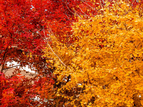 Beautiful autumn background featuring a vibrant mix of bright yellow ginkgo biloba leaves and fiery red maple foliage in Shanghai university of traditional chinese medicine,China