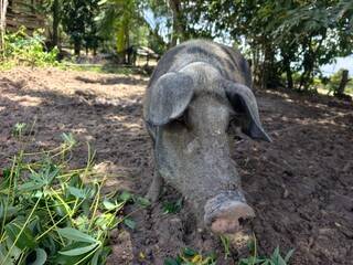 Wild boars are raised simply. © meechai39