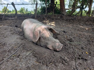 Wild boars are raised simply. © meechai39