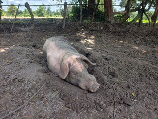 Wild boars are raised simply. © meechai39