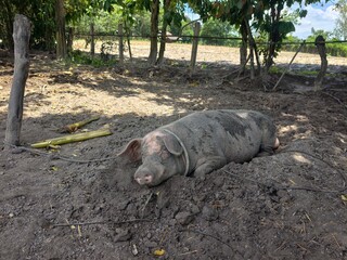 Wild boars are raised simply. © meechai39