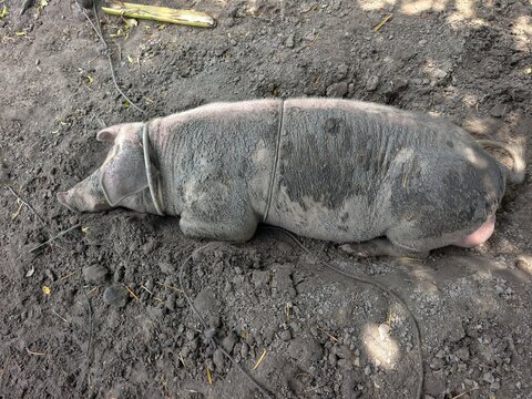 Wild boars are raised simply.