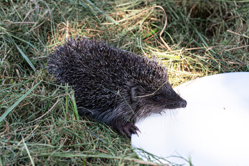 a hedgehog in my garden / jeż w moim ogrodzie © rob