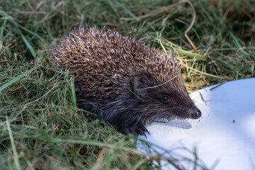a hedgehog in my garden / jeż w moim ogrodzie © rob