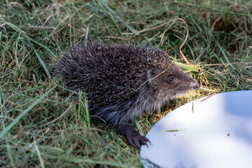 a hedgehog in my garden / jeż w moim ogrodzie © rob