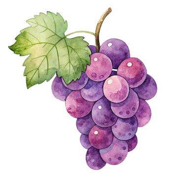 Detailed watercolor illustration of a fresh ripe purple grape cluster with a green leaf isolated
