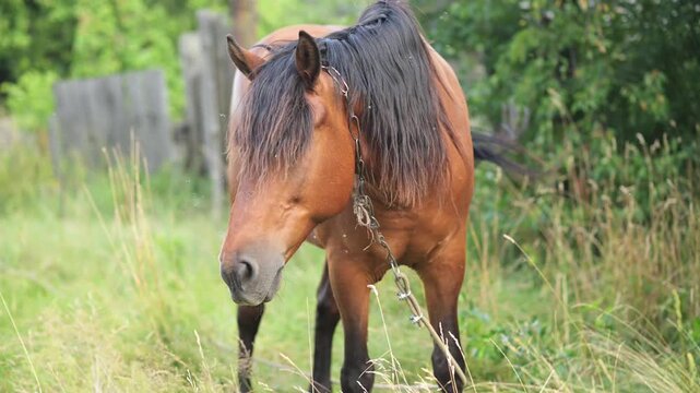Horse stands in grassy field while flies bite around body, with mane and reddish coat. Equine shows irritation from insects, creating rural scene for livestock, summer, pasture, and care.