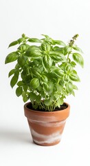 Fototapeta premium Fresh green basil plant growing in a terracotta pot isolated on a white background.