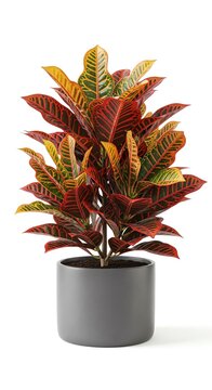 Colorful croton plant in a grey ceramic pot isolated on a white background for interior decor.