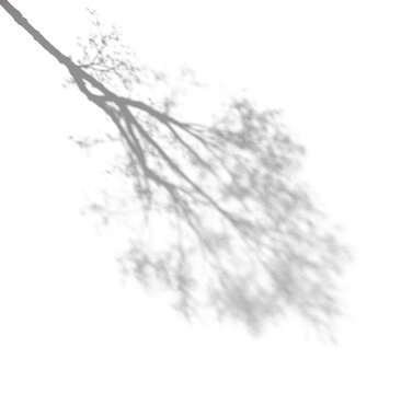 tree shadow top view realistic aesthetic isolated png on a transparent background premium cutout (overhead shadow, canopy silhouette)